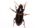 Harpalus affinis